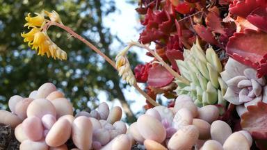 多汁的植物集合园艺加州美国首页花园设计多样性植物母鸡小鸡各种各样的混合装饰观赏echeveria室内植物花卉栽培