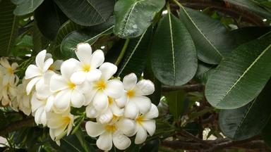 异国情调的<strong>白色花</strong>盛开的鸡蛋花plumeria利拉瓦迪集白色热带花<strong>绿色</strong>树自然热带异国情调的背景