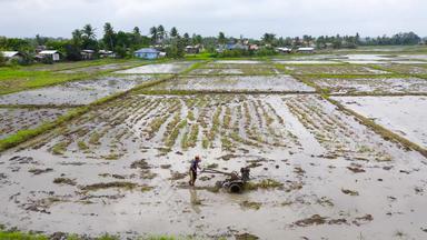 农民走拖拉机耕作大米场准备区域成长大米