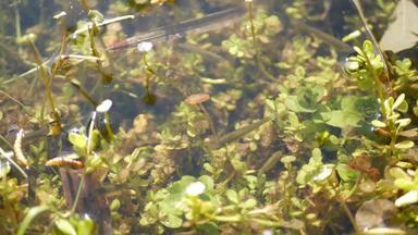鱼水下生活池塘湖浅淡水河生物<strong>多样性</strong>水生生态系统阳光照射的绿色叶子鱼池