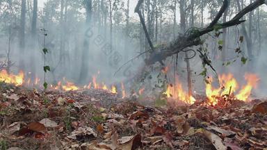 亚马逊雨森林火灾难燃烧