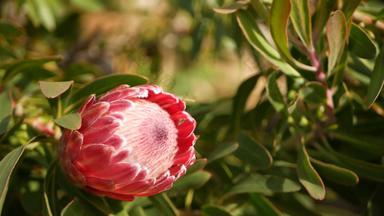 山龙眼粉红色的花花园加州美国枫林笔春天布鲁姆浪漫的植物大气精致的异国情调的开花珊瑚大马哈鱼春天颜色植物区系南非洲软模糊