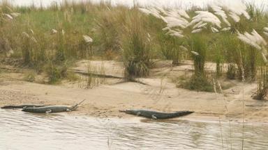 大大鳄鱼大鳄鱼吃鱼鳄鱼放松海滩拉普蒂河奇旺国家公园尼泊尔抢劫犯鳄鱼休息开放口沙滩繁殖中心夏天一天