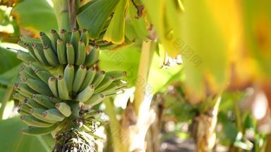 绿色黄色的香蕉树水果群异国情调的热带<strong>阳光</strong>明媚的夏天大气新鲜的多汁的叶子<strong>阳光阳光</strong>照射的亚马逊丛林热带雨林农业农场种植园<strong>阳光</strong>树叶