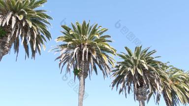 手掌这些洛杉矶加州美国<strong>夏季</strong>审美圣诞老人莫妮卡威尼斯海滩太平洋海洋清晰的蓝色的天空标志性的棕榈树大气贝弗利山好莱坞共鸣