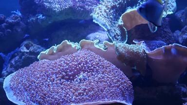 物种软珊瑚鱼莉拉克水族馆紫罗兰色的紫外线光紫色的荧光热带水生天堂异国情调的背景珊瑚粉红色的充满活力的幻想装饰坦克