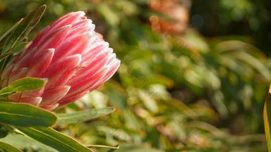 山龙眼粉红色的花花园加州美国枫林笔春天布鲁姆浪漫的植物大气精致的异国情调的开花珊瑚大马哈鱼春天颜色植物区系南非洲软模糊