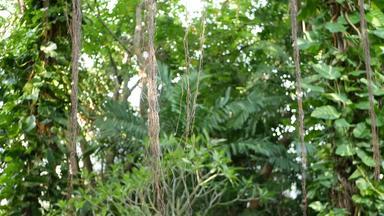 蕨类植物鸟巢<strong>榕树</strong>明亮的蕨类植物鸟巢大绿色叶子日益增长的<strong>榕树</strong>热带植物日益增长的丛林雨森林阳光明媚的一天自然
