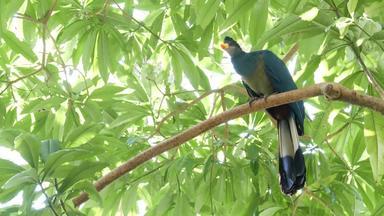 伟大的蓝色的Turaco热带热带雨林异国情调的非凡的非洲野生鸟绿色郁郁葱葱的树叶色彩斑斓的羽毛麝香科生动的充满活力的羽毛树树冠丛林天堂森林