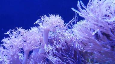 软珊瑚水族馆特写镜头anthelia叶状体珊瑚清洁蓝色的水海洋水下生活紫罗兰色的自然背景复制空间有<strong>选择性</strong>的焦点濒临灭绝的物种全球气候变暖