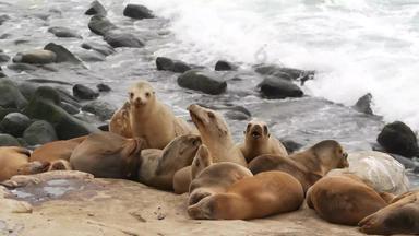 海狮子岩石小艇好玩的野生有耳的海豹爬行太平洋海洋岩石有趣的困了野生动物动物受保护的海洋哺乳动物自然栖息地三迭戈加州美国