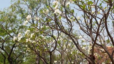 盛开的树东方花园美丽的plumeria树盛开的白色花传统的花园万里无云的天空阳光明媚的一天泰国泰国风格屋顶寺庙建筑