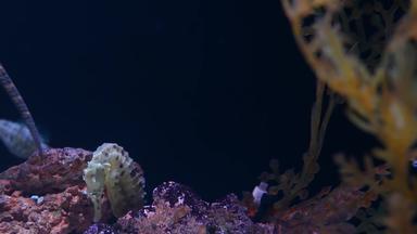 <strong>海马</strong>在珊瑚水族馆特写镜头黄色的<strong>海马</strong>游泳美妙的珊瑚清洁水族馆水海洋水下热带生活自然背景