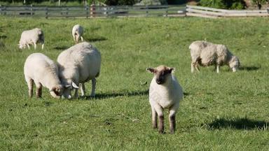 羊肉站羊吃草绿色场