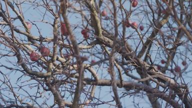 红色的苹果挂完全干苹果树分支机构叶子轻轻吹风蓝色的天空
