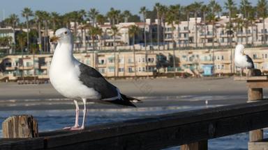 海鸥木码头栏杆鸟关闭海滨加州海滨房子