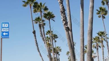 海滩标志手掌阳光明媚的加州美国棕榈树海边路标海滨太平洋旅游度假胜地审美象征旅行假期夏季假期海滨散步