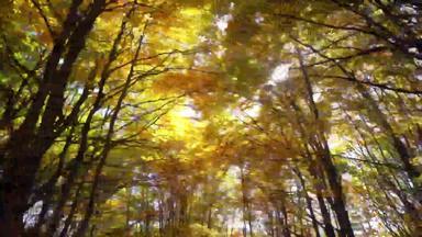 美丽的秋天森林呃替身拍摄