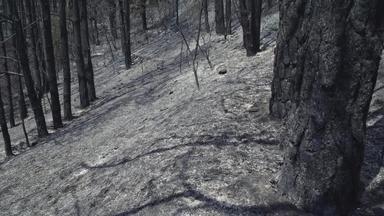 燃烧森林树场景覆盖灰自然灾难森林砍伐