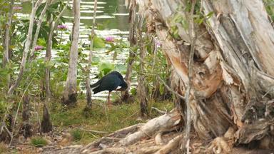 西方Swamphen湖水百合粉红色的<strong>荷花</strong>悲观的水反<strong>映</strong>鸟迁徙鸟野生异国情调的热带池塘环境保护濒临灭绝的物种