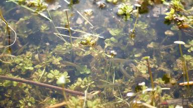 鱼水下生活池塘湖浅淡水河<strong>生物多样</strong>性水生生态系统阳光照射的绿色叶子鱼池