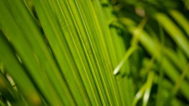 模糊热带绿色棕榈叶太阳光摘要自然背景散景散焦郁郁葱葱的树叶