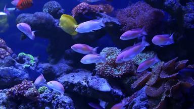 物种软珊瑚鱼莉拉克水族馆紫罗兰色的紫外线光紫色的荧<strong>光热</strong>带水生天堂异国情调的背景珊瑚粉红色的充满活力的幻想装饰坦克
