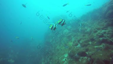 海洋潜水潜水水下色彩斑斓的热带珊瑚礁海景学校海鱼<strong>深海</strong>洋软硬珊瑚水生生态系统天堂背景水极端的体育运动爱好