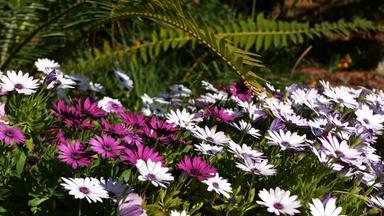 黛<strong>西玛</strong>格丽特色彩斑斓的花加州美国Aster角金盏花多色紫色的紫罗兰色的布鲁姆首页园艺美国装饰观赏室内植物自然植物大气