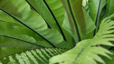鸟的巢蕨类植物黑暗绿色叶子异国情调的热带亚马逊丛林热带雨林<strong>时尚</strong>的<strong>时尚</strong>的植物<strong>大气</strong>自然郁郁葱葱的树叶生动的绿色植物天堂审美Asplenium尼杜斯植物叶