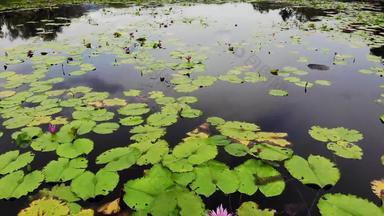 鸭子湖水百合粉红色的荷花悲观的水反映鸟迁徙鸟野生异国情调的热带景观池塘环境保护濒临灭绝的物种无人机
