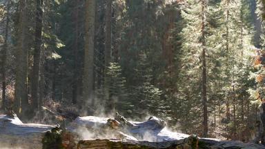 雾不断上升的红杉资本森林下降红木树干原始木有雾的早....松柏科的林地国家公园北部加州美国大被连根拔起松树阴霾阳光