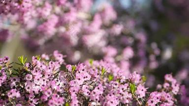 希斯树粉红色的花加州美国艾丽卡树栖动物布瑞尔·罗根春天布鲁姆首页园艺美国装饰观赏室内植物自然植物<strong>大气</strong>淡<strong>紫</strong>色<strong>紫</strong>色春天开花