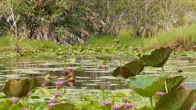 鸭子湖水百合粉红色的荷花悲观的水反映鸟迁徙鸟野生异国情调的热带景观池塘环境保护濒临灭绝的物种概念