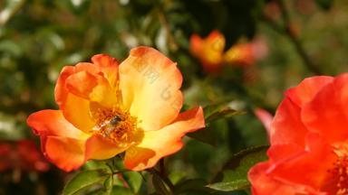 英语玫瑰花园玫瑰园花背景温柔的花盛开的蜂蜜蜜蜂收集花粉特写镜头念珠花床上开花布什有<strong>选择性</strong>的焦点昆虫精致的花瓣