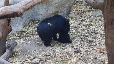 太阳熊家庭玩动物园拍摄