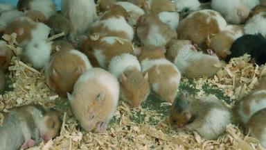 仓鼠过度拥挤的笼子里宠物市场俘虏仓鼠吃木剃须睡觉地板上过度拥挤的笼子里查图恰克市场曼谷泰国