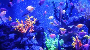 色彩斑斓的生动的鱼发光紫罗兰色的水族馆紫外线光紫色的荧光热带水生天堂异国情调的背景发光的闪亮的生态系统充满活力的幻想装饰霓虹灯<strong>坦克</strong>