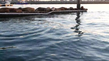 海狮子假山码头加州美国加州海洋海岸野生动物野生密封海水