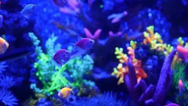 色彩斑斓的生动的鱼发光紫罗兰色的水族馆紫外线光紫色的荧光热带水生天堂异国情调的背景发光的闪亮的生态系统充满活力的幻想装饰霓虹灯坦克
