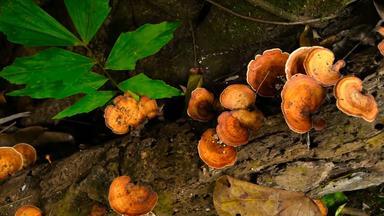 橙色灵芝蘑菇成长树雨森林