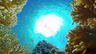 美丽的<strong>水下景观</strong>热带鱼珊瑚菲律宾