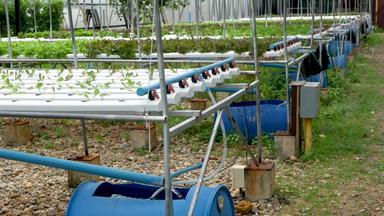 行新鲜的多汁的植物日益增长的现代生态水培农场花园床概念健康的生态友好的平衡饮食丰富的维生素农业技术绿色创新