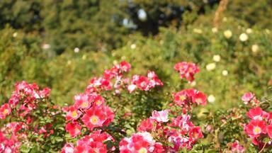英语玫瑰花园玫瑰园花背景温柔的花盛开的蜂蜜蜜蜂收集花粉特写镜头念珠花床上开花布什有选择性的焦点昆虫精致的花瓣