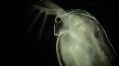 水蚤显微镜黑色的背景