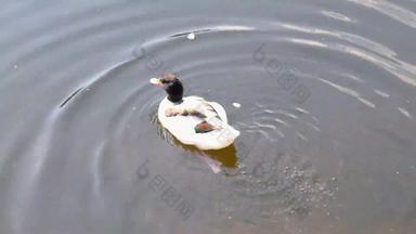 美丽的小鸭<strong>游泳</strong>被污染的池塘