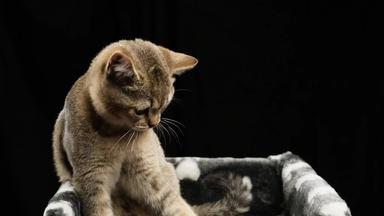 灰色的纯种小猫苏格兰直钦奇利亚谎言黑色的背景猫休息
