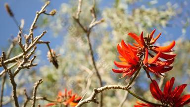珊瑚树红色的花花园加州美国刺桐属火焰树<strong>春天</strong>布鲁姆<strong>浪漫</strong>的植物大气精致的异国情调的热带开花<strong>春天</strong>艳丽的颜色软模糊新鲜