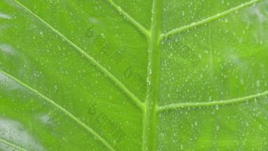 关闭下降<strong>雨滴</strong>水绿色血管植物叶夏天季风<strong>雨滴</strong>绿色树叶子美丽的多雨的季节摘要纹理模式自然背景股票镜头