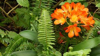 <strong>故乡</strong>布什南非黑人莉莉花加州美国君子兰miniata橙色艳丽的异国情调的激烈的充满活力的植物布鲁姆热带丛林热带雨林大气自然花园生动的新鲜的多汁的绿色植物